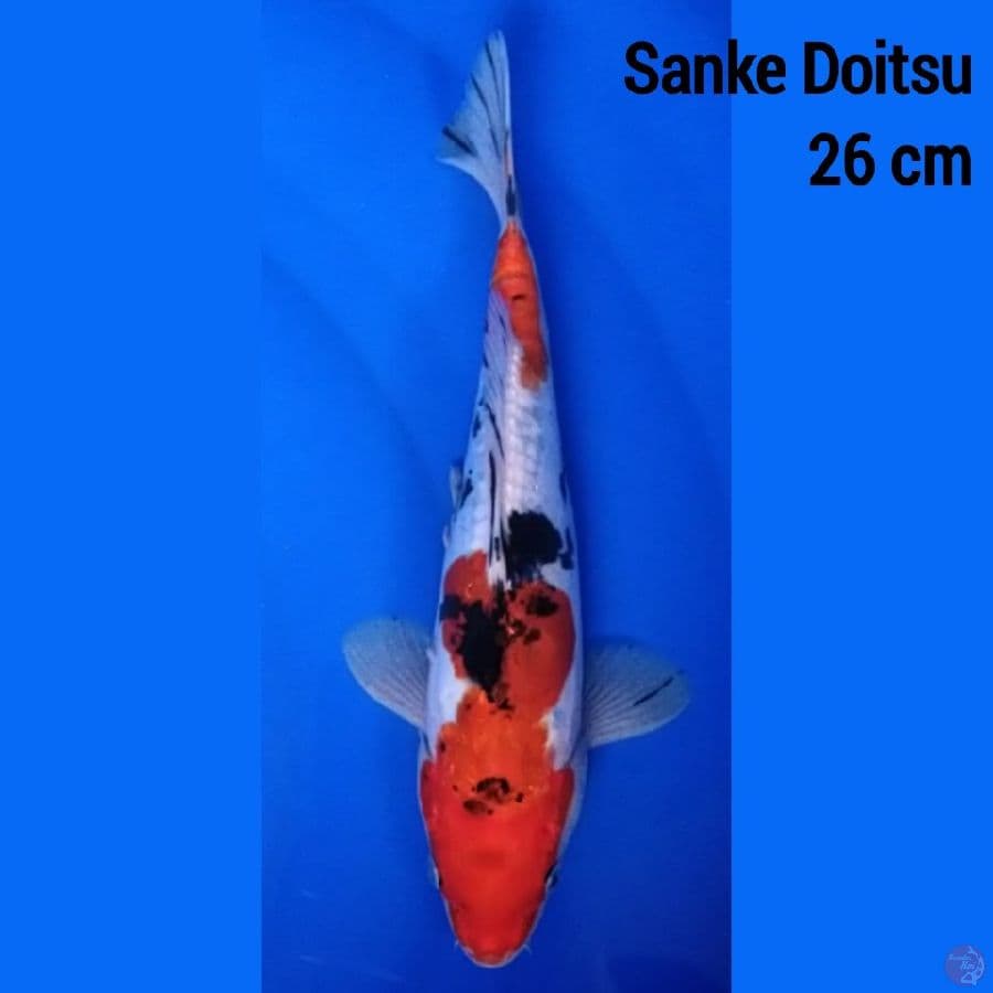 Sanke Doitsu 26 cm