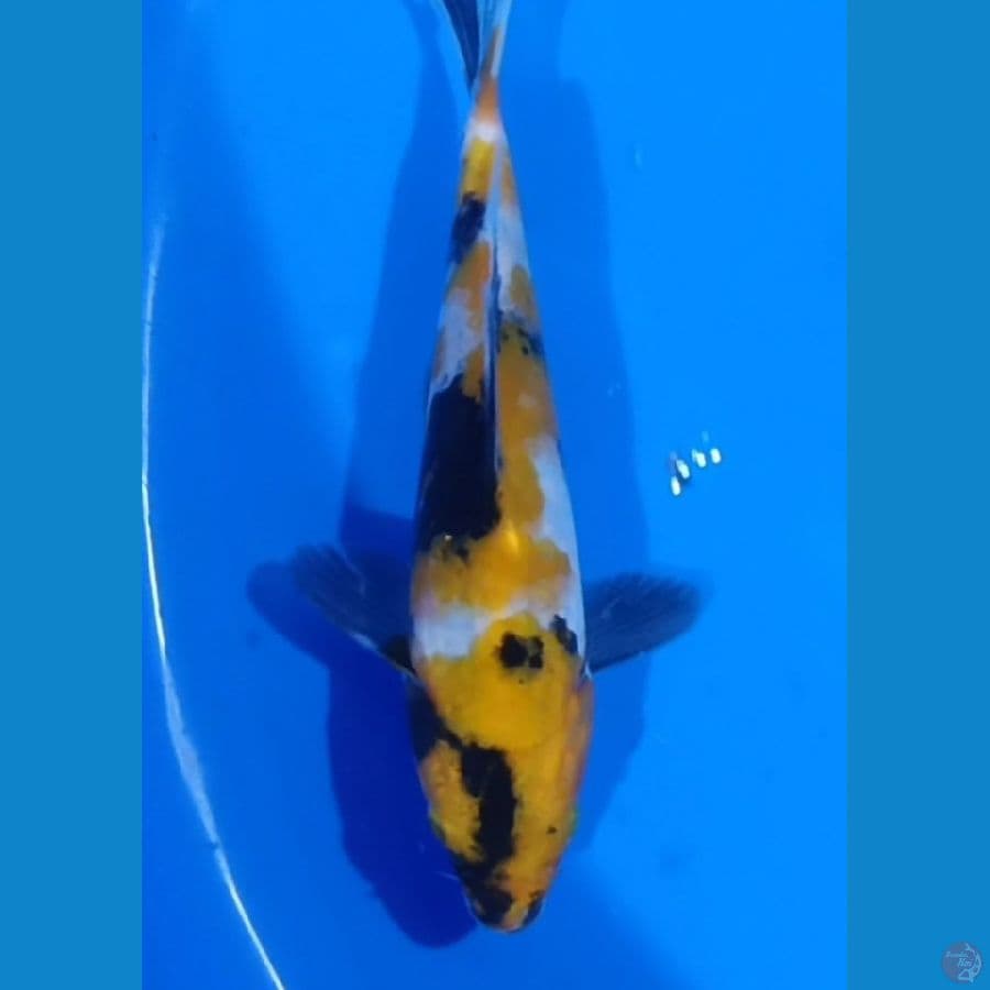 KI SHOWA 17CM