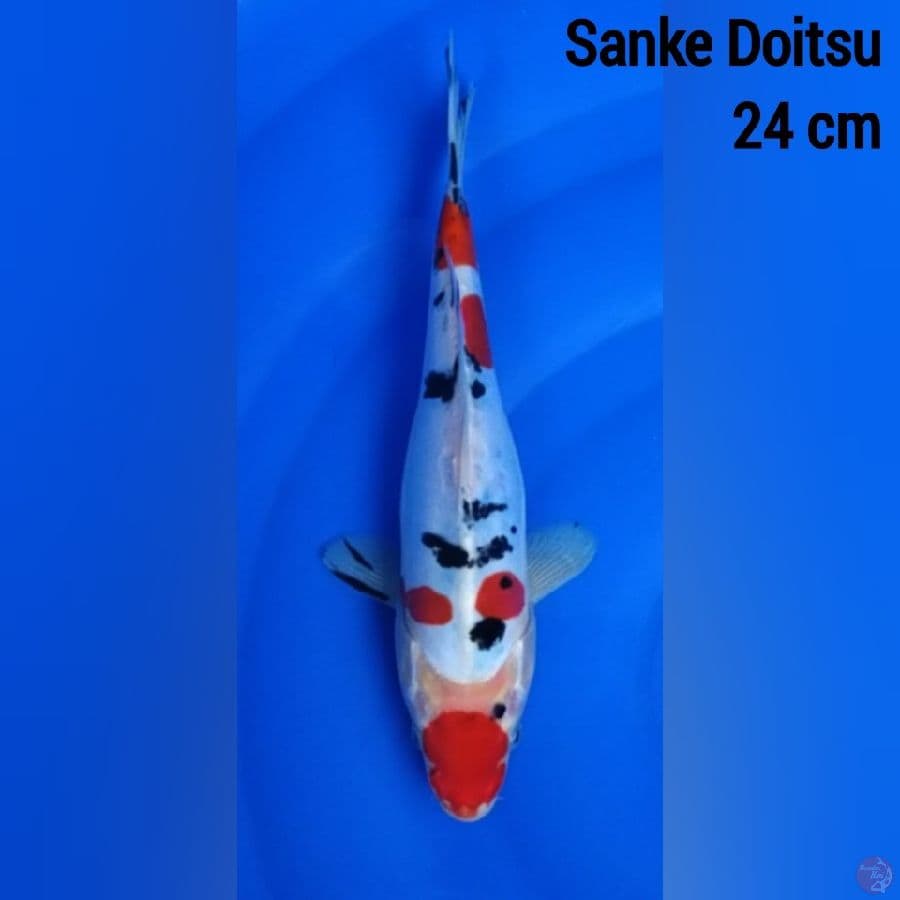 Sanke Doitsu 24 cm