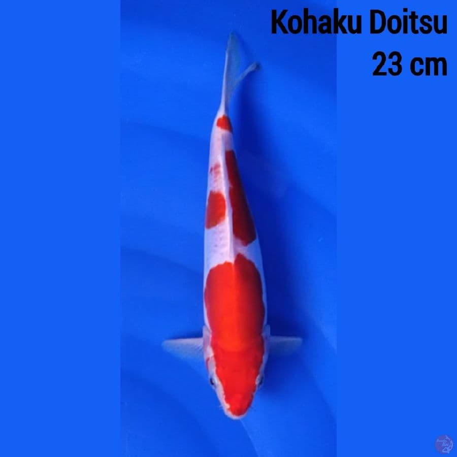 Kohaku Doitsu 23 cm