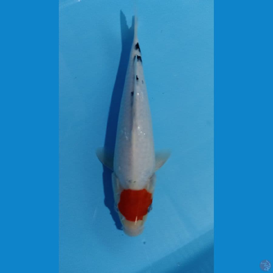 tancho sanke 27cm