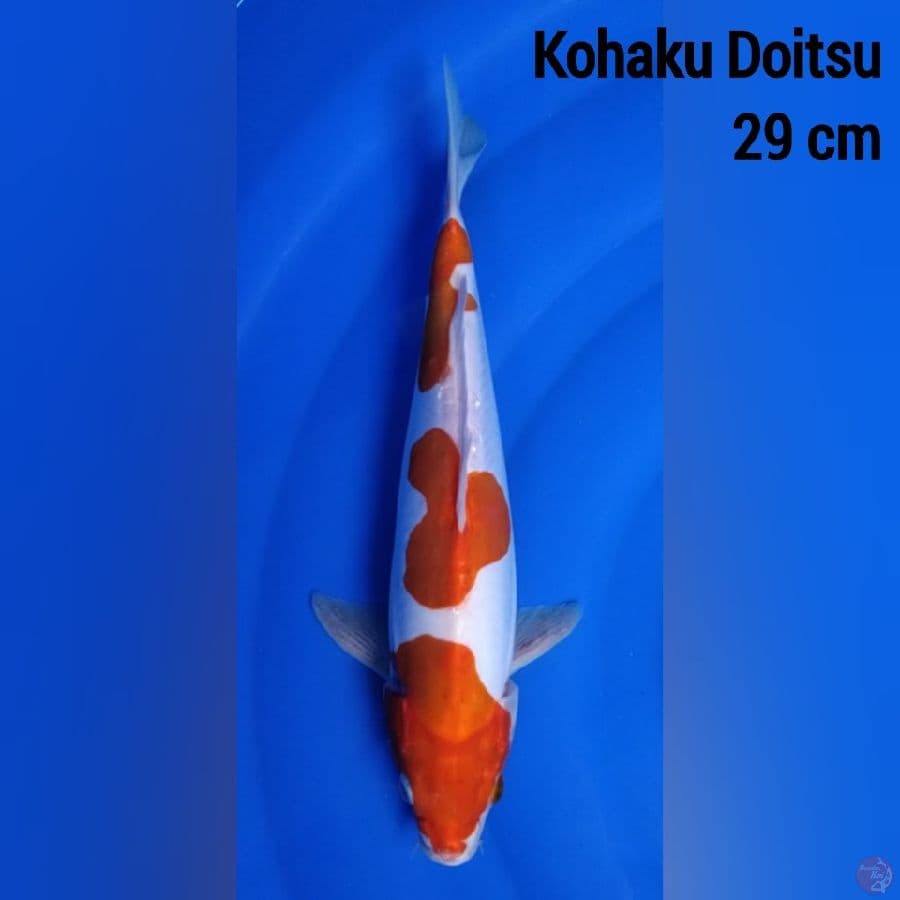 Kohaku Doitsu 29 cm