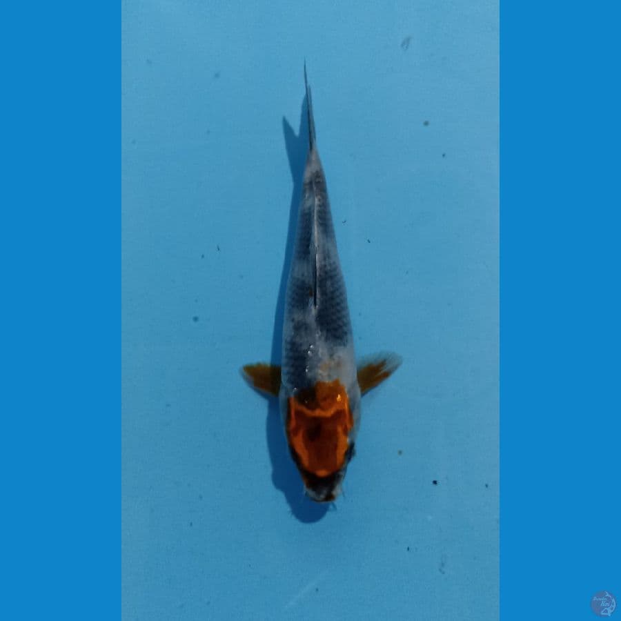 tancho 21cm