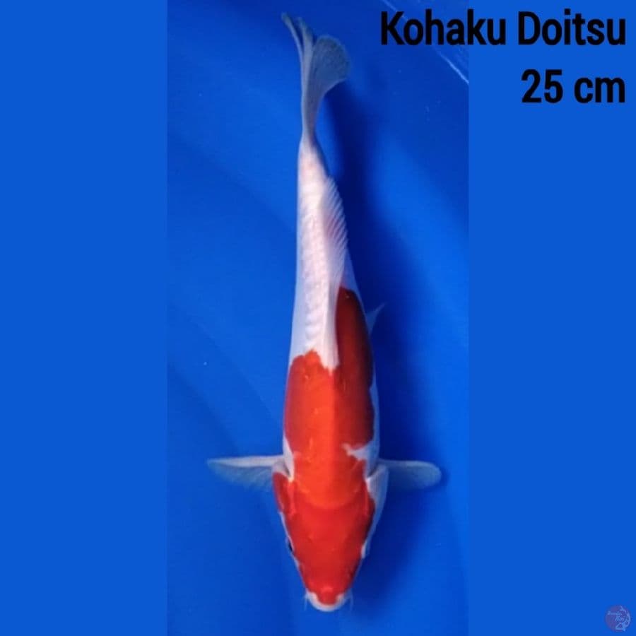 Kohaku Doitsu 25 cm