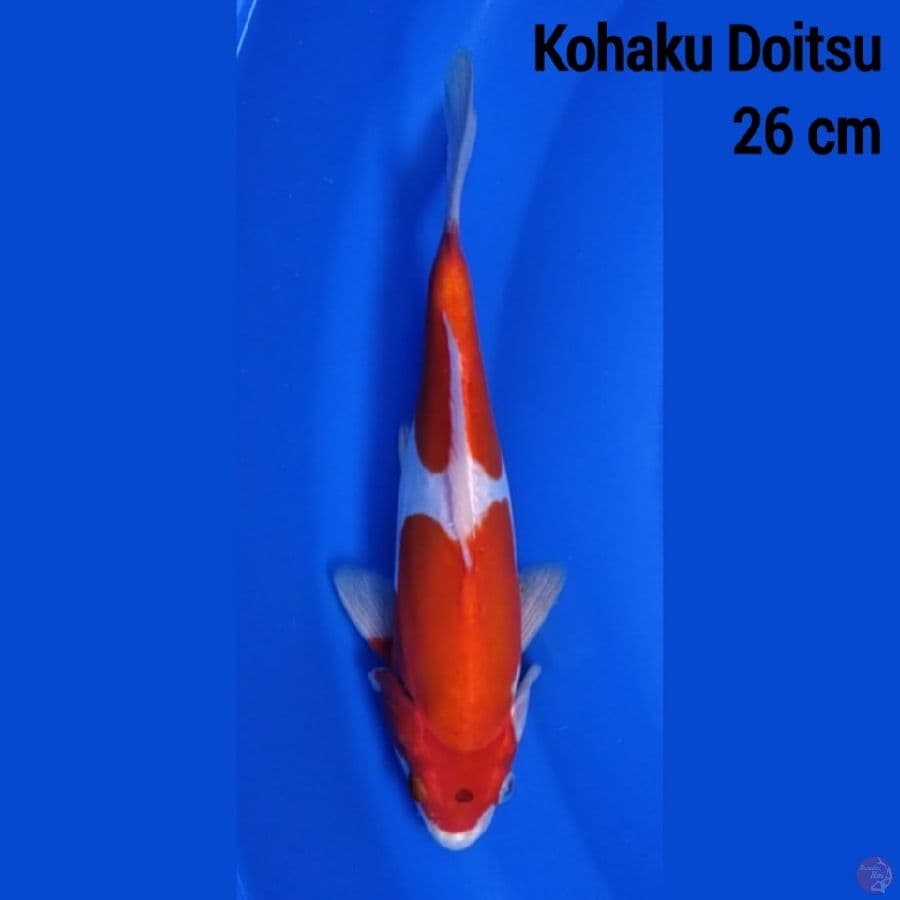 kohaku Doitsu 26 cm
