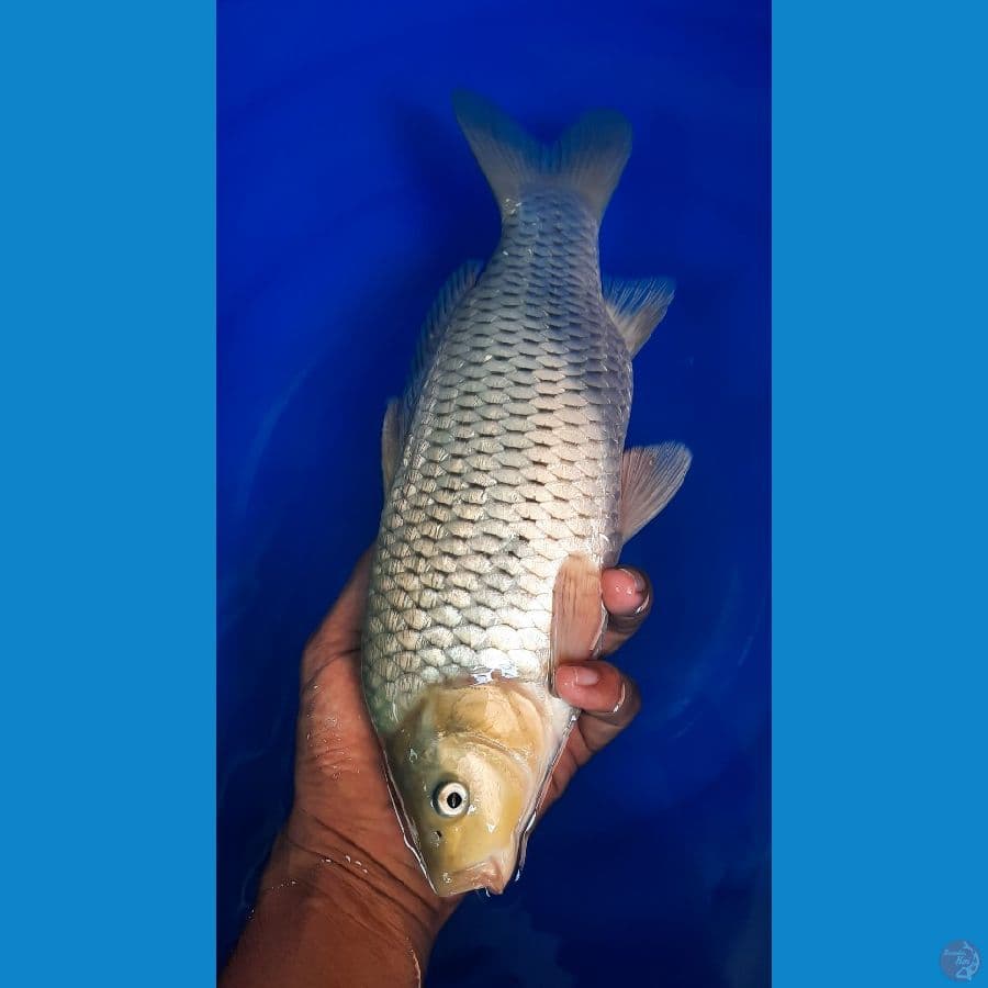 Soragoi Ginrin Body tebal + punuk