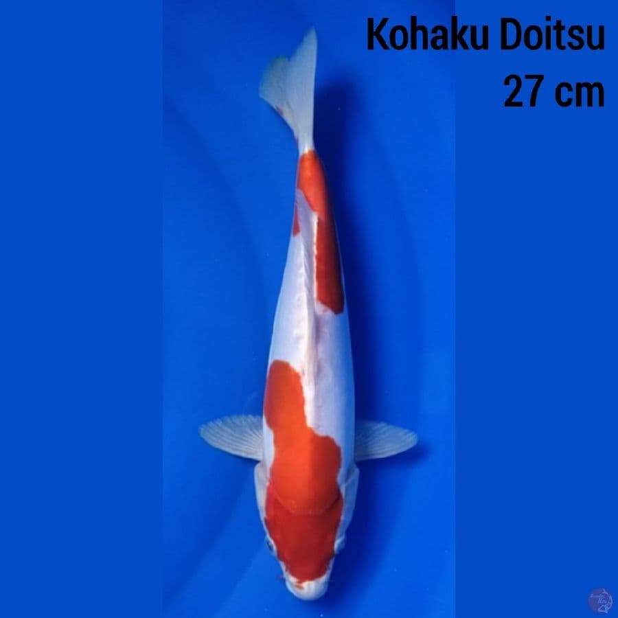 Kohaku Doitsu 27 cm