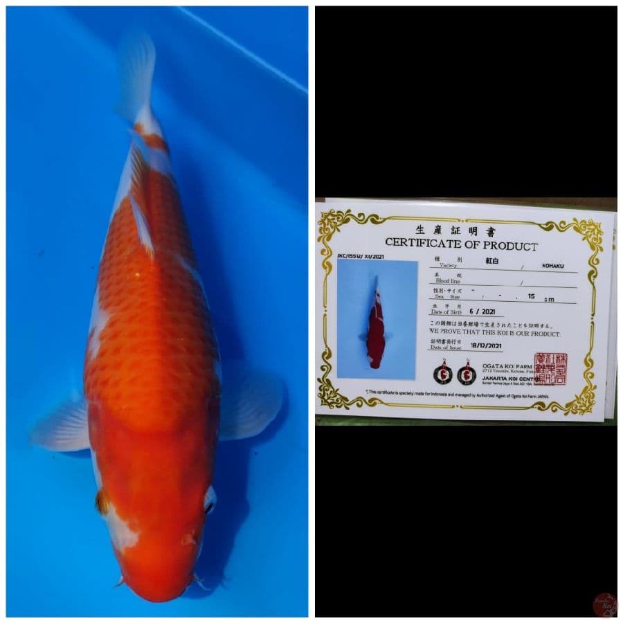 Ogata Kohaku