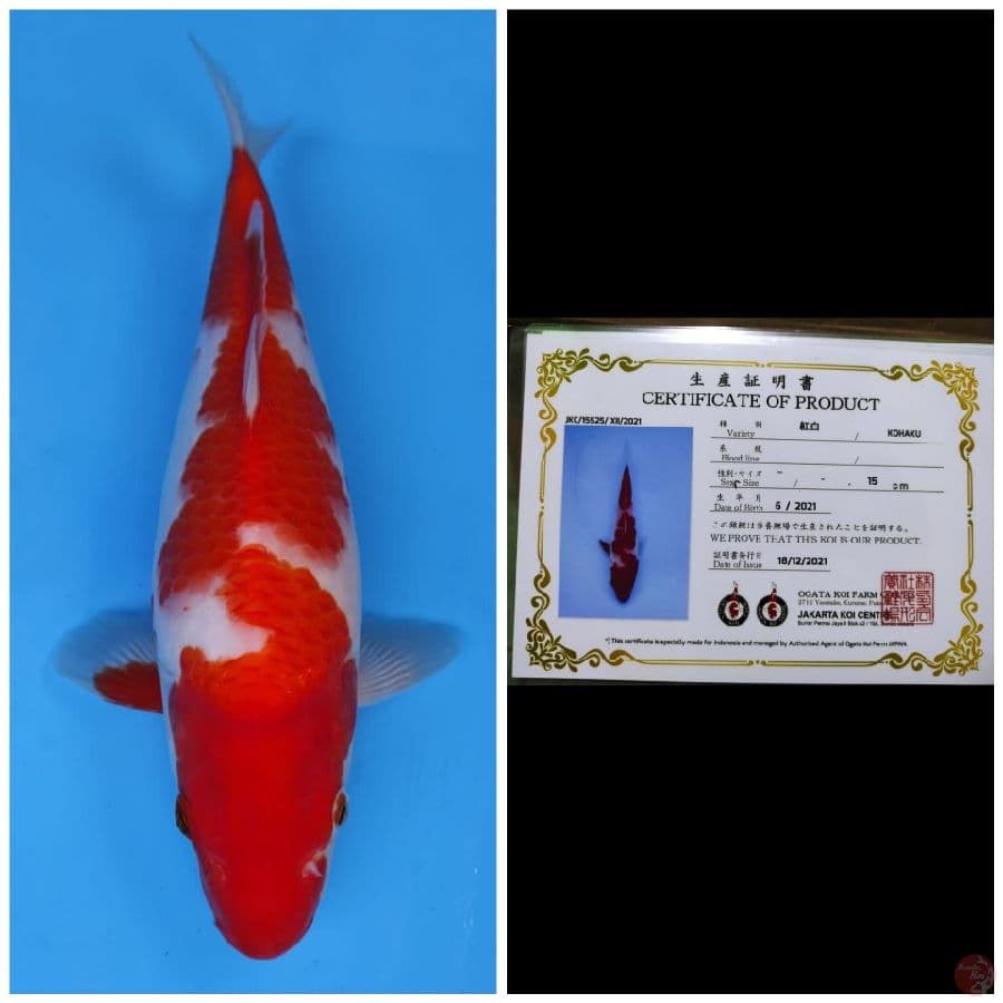 Ogata Kohaku