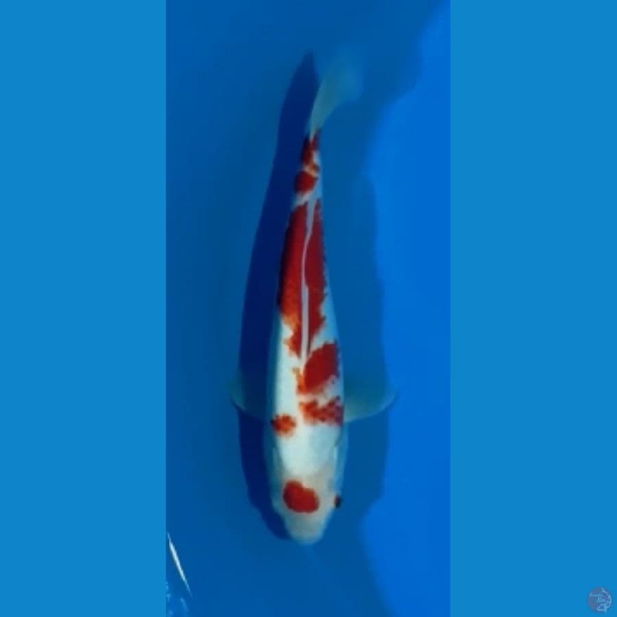 KOHAKU 27CM