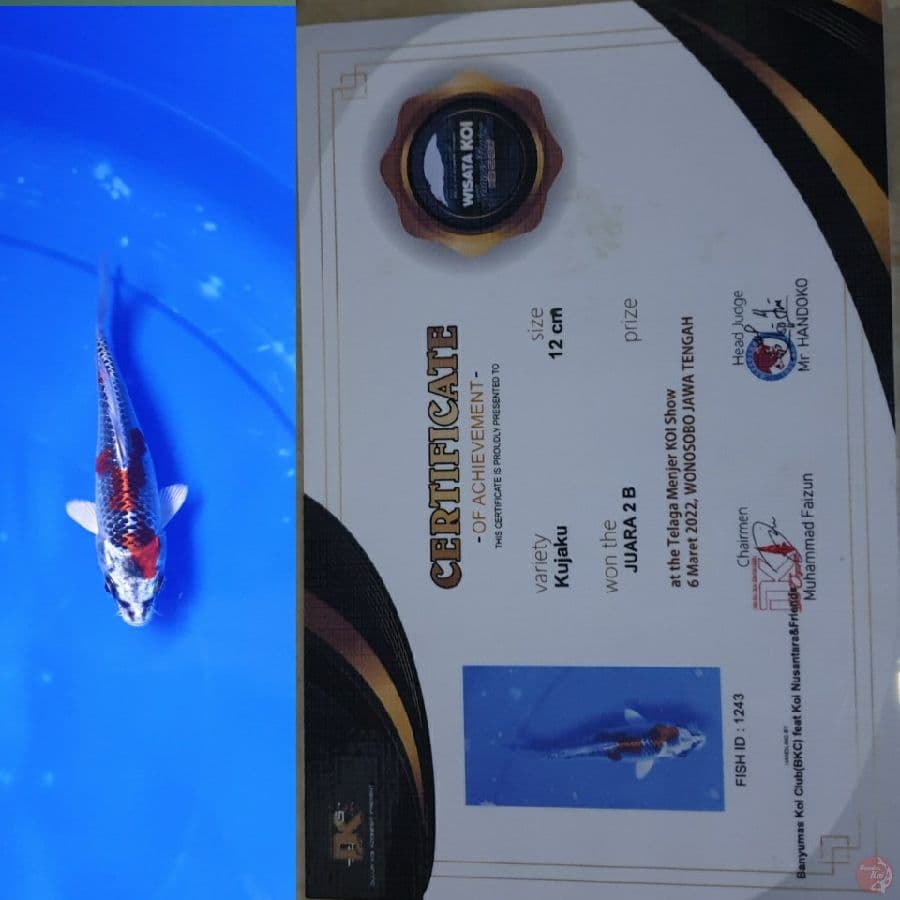 KUJAKU 12CM SQ || PRESTASI