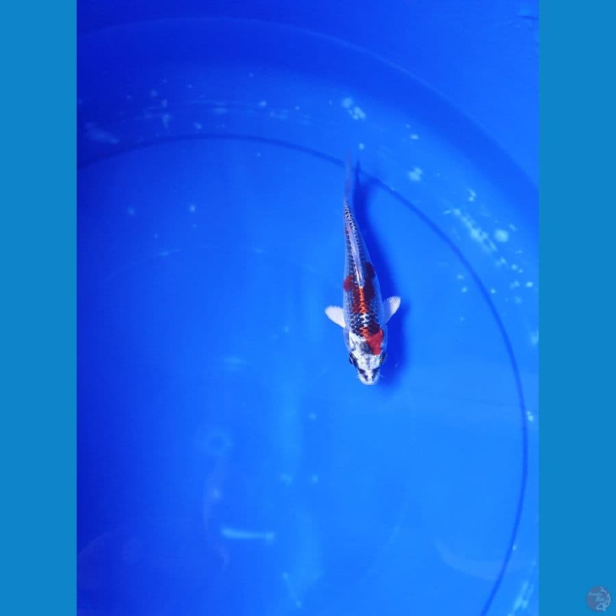 KUJAKU 12CM SQ || PRESTASI