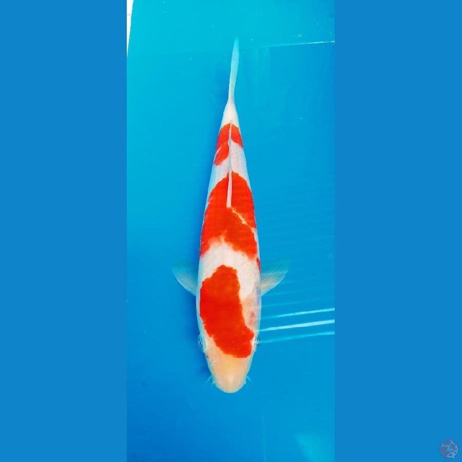 Kohaku 30cm jantan