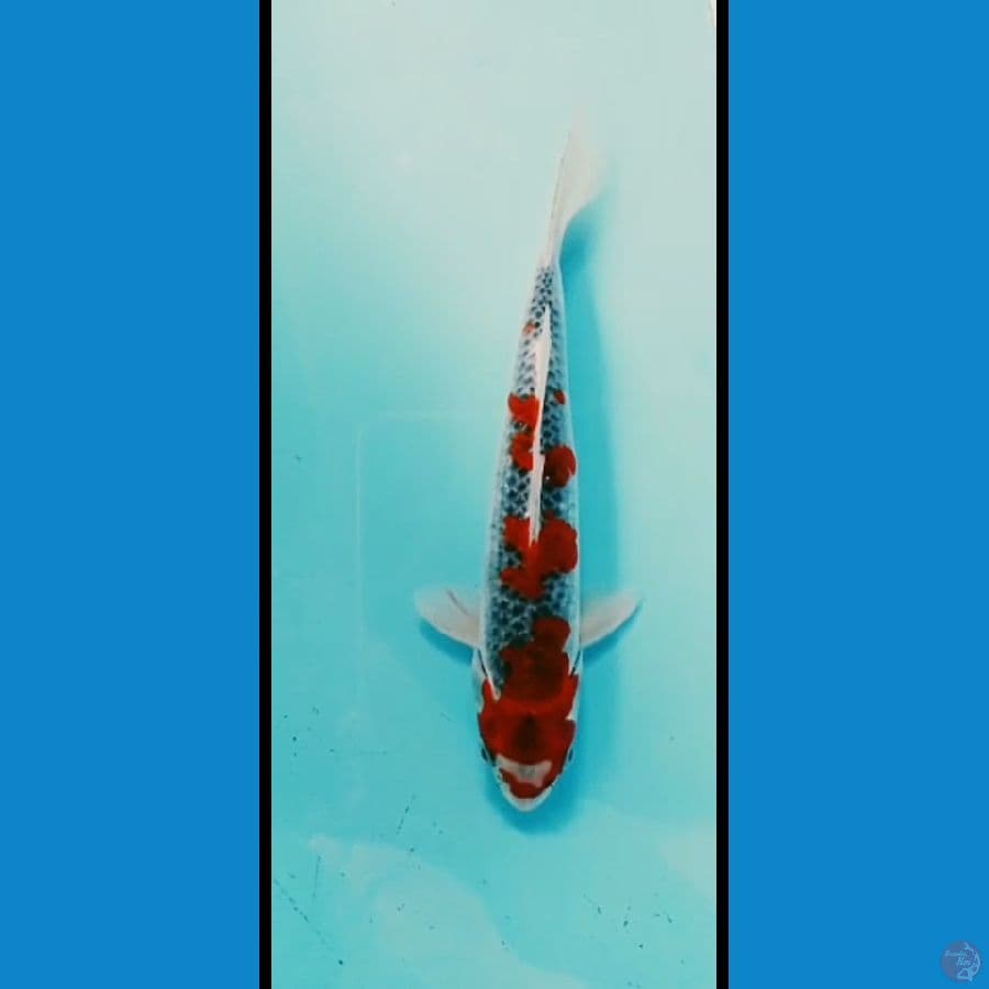 1 ekor goshiki 25cm