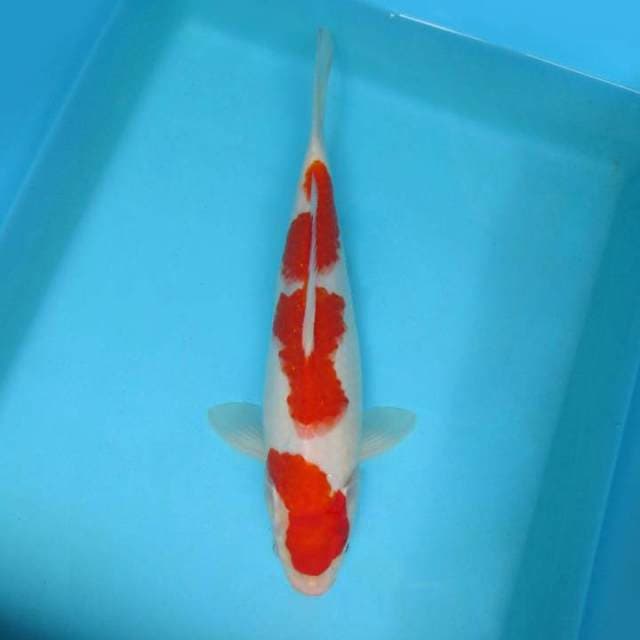 KENZO ~ KOHAKU 3 STEPS,-