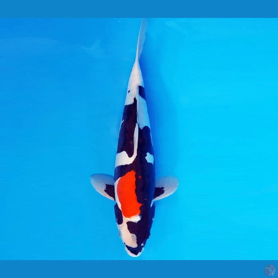 SANTORINI 3 ~ SHOWA DOITSU MURNI 32 cm/male ™