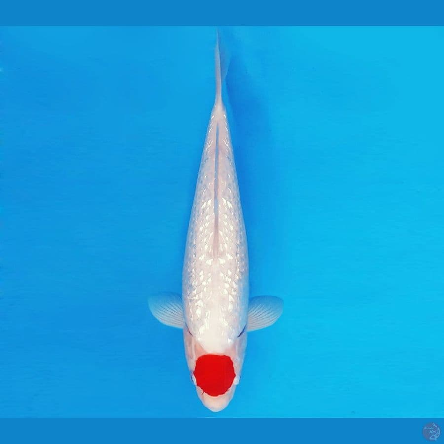 SANTORINI 4 ~ TANCHO GIN RIN 31 cm/fm ™