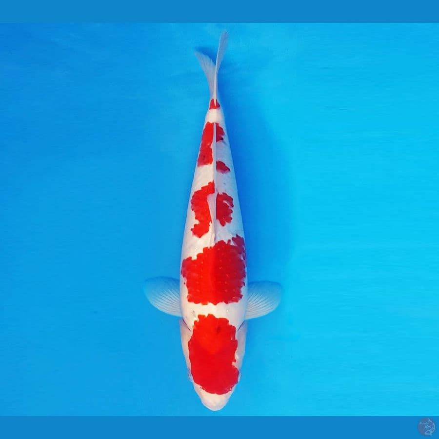 SANTORI 6 ~ TAISHO SANKE 30 cm/fm ™