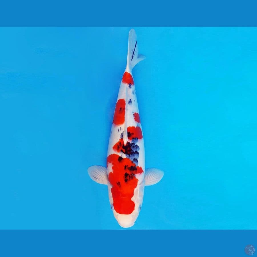 SANTORINI 9 ~ SANKE 38 cm/fm ™
