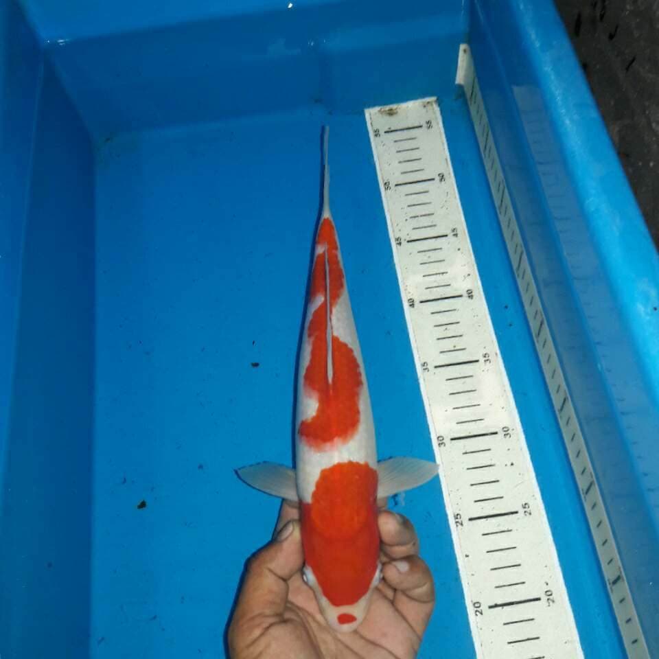 Kohaku f1
