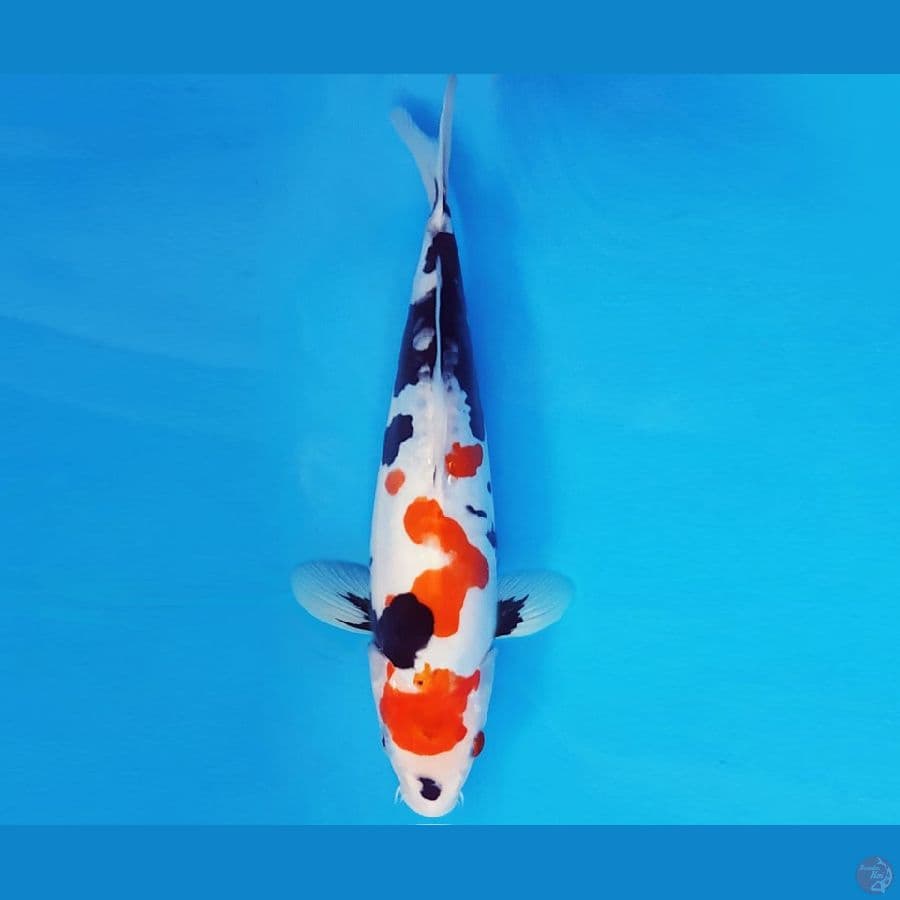 SANTORINI 11 ~ KINDAI SHOWA DOITSU 30 cm/fm ™
