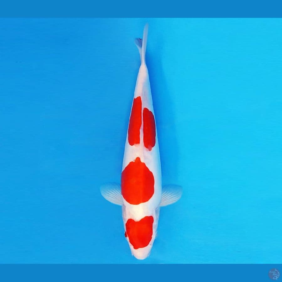 SANTORINI 12 ~ KOHAKU DOITSU MURNI 28 cm/fm ™