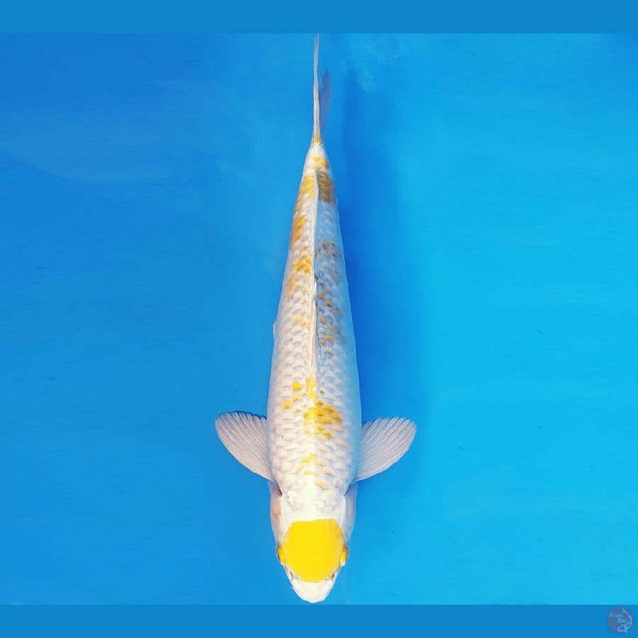 SANTORINI 19 ~ MARUTEN HARIWAKE 34 cm/male ™