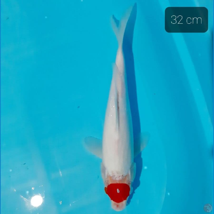 tancho kohaku 32 cm