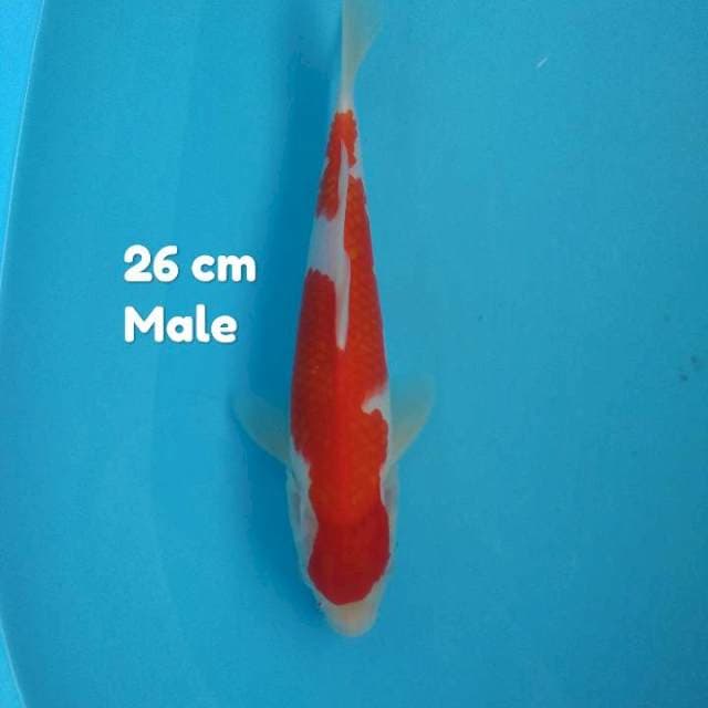 Maruten kohaku Male 26 cm ORI