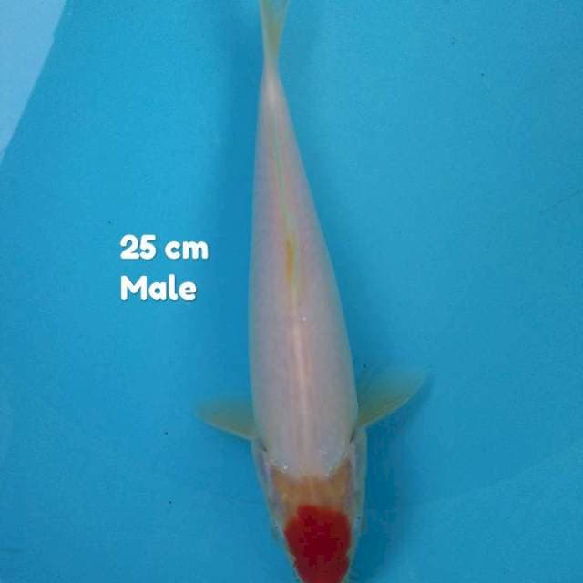 Thancho kohaku 25 cm Male ORI