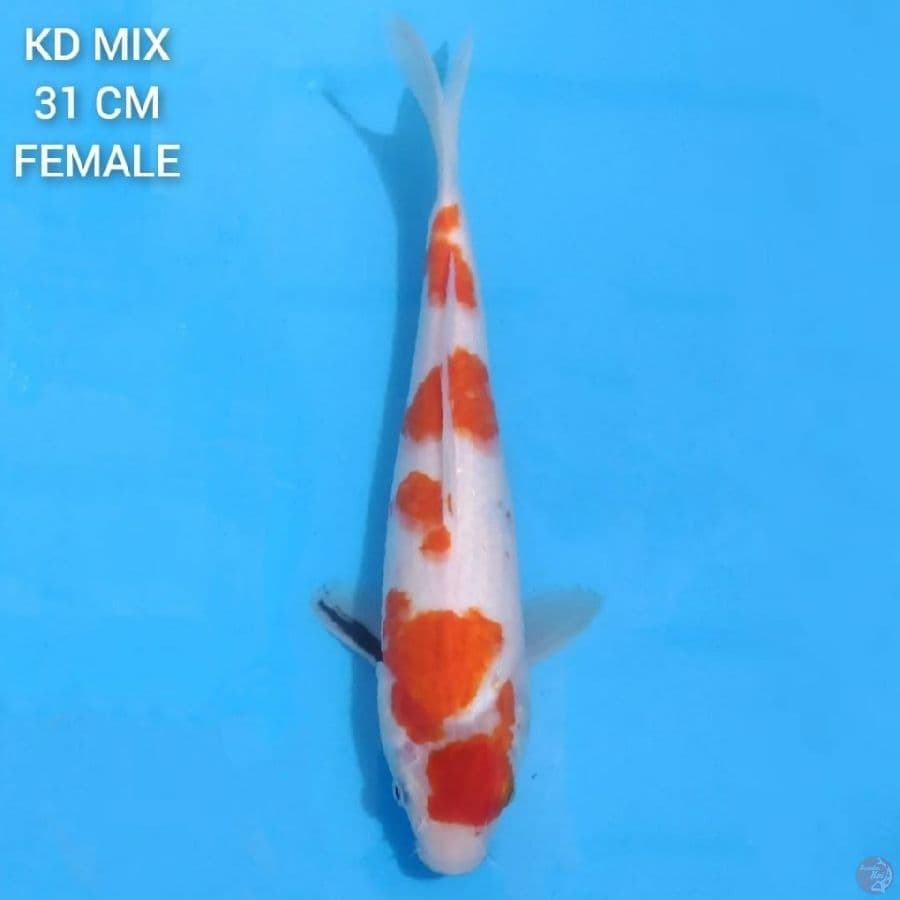 Showa Tategoi 31cm Female
