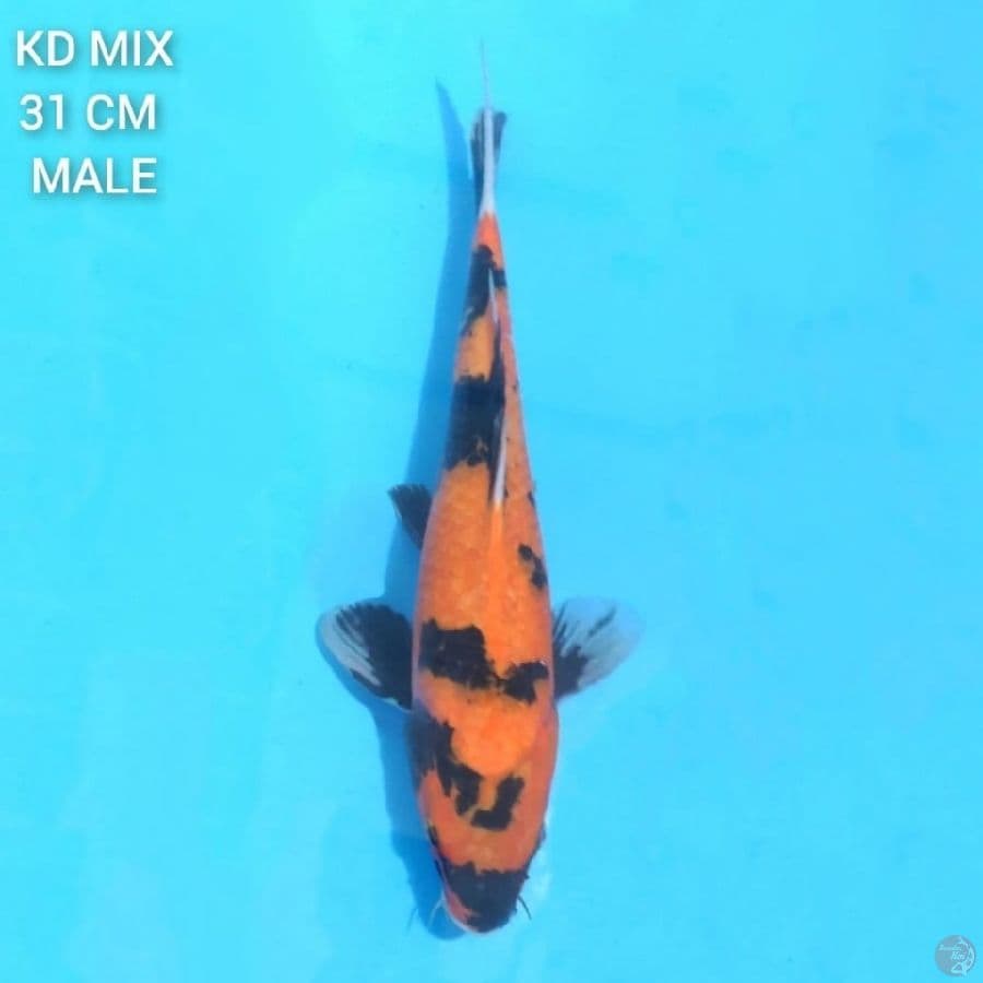 Hi Showa 31 cm Male