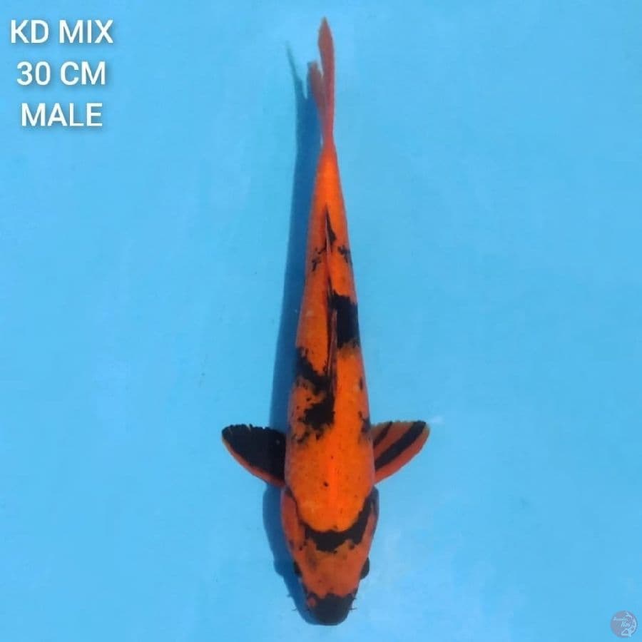 Hi Utsuri 30cm Male