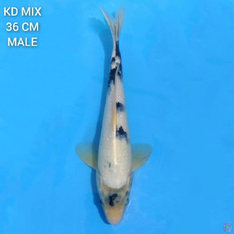 Shiro Utsuri 36cm Male