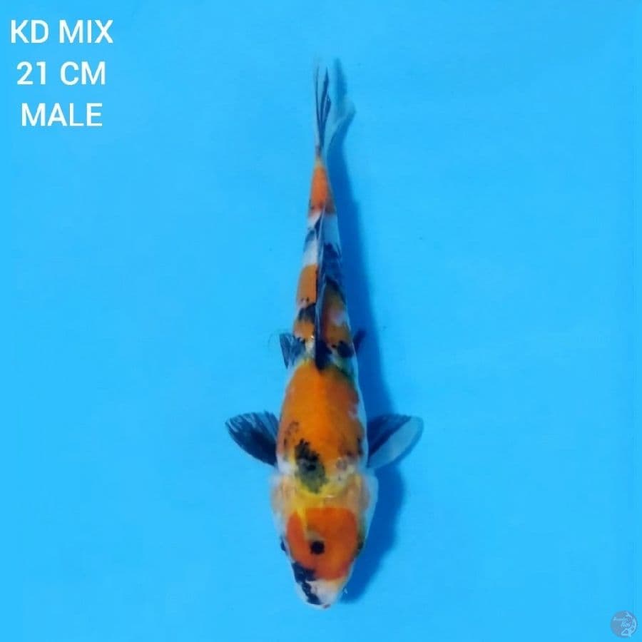 Showa Sanshoku 21cm Male