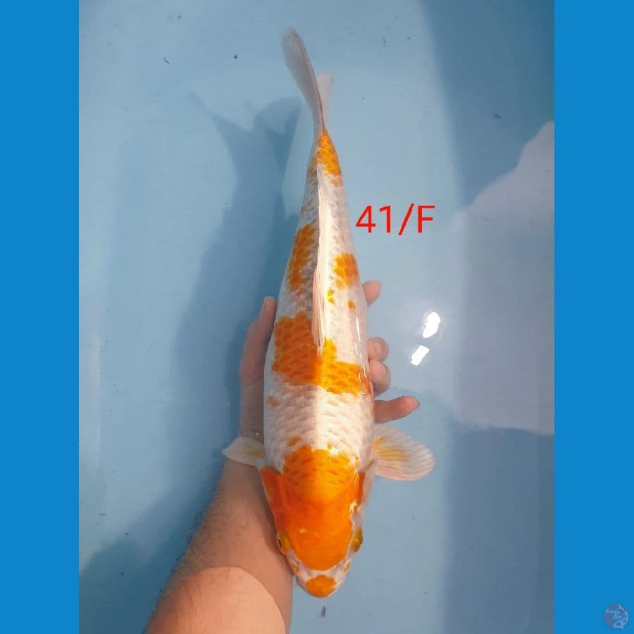 Hariwake 41 gendong telor