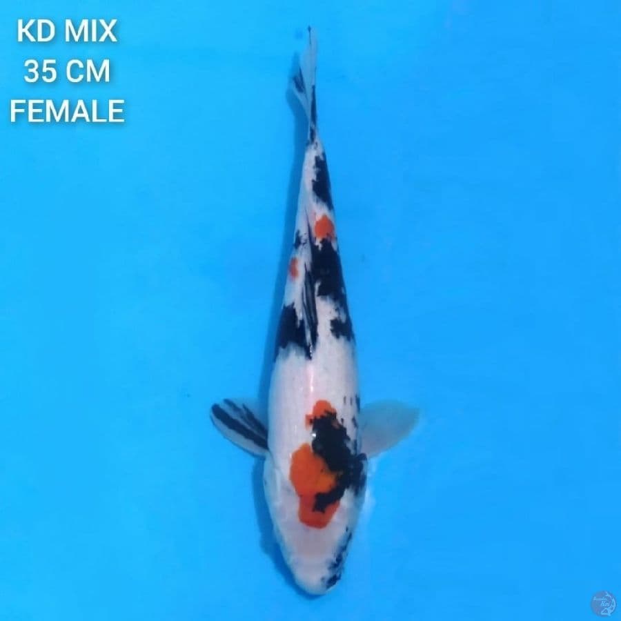 Kindai Showa Putih Salju 35cm Female