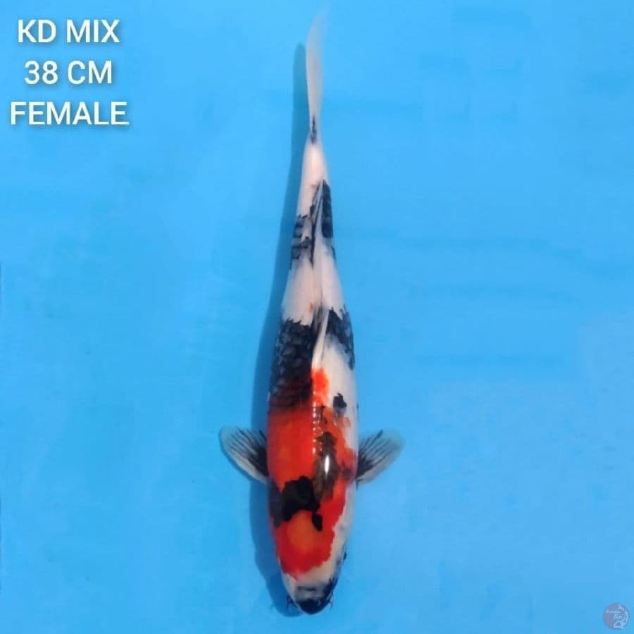 Showa Sanshoku 38cm Female