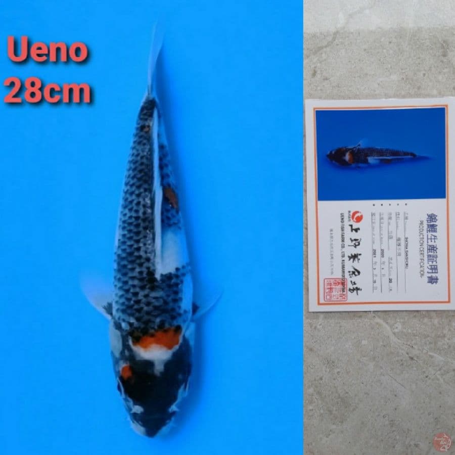 UENO SHOWA 28CM