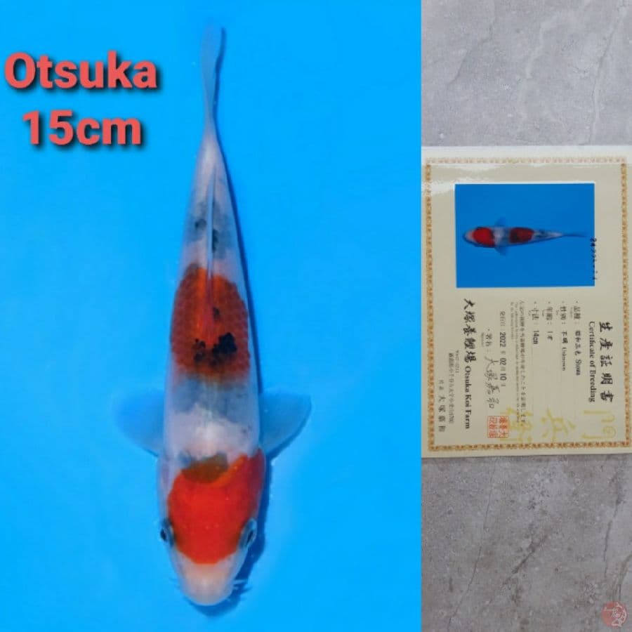 OTSUKA SHOWA 15CM