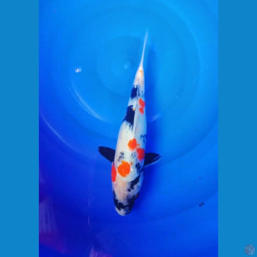 Kindai sshowa 33cm