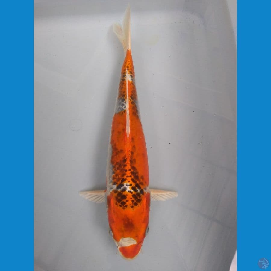 Kujaku 31cm
