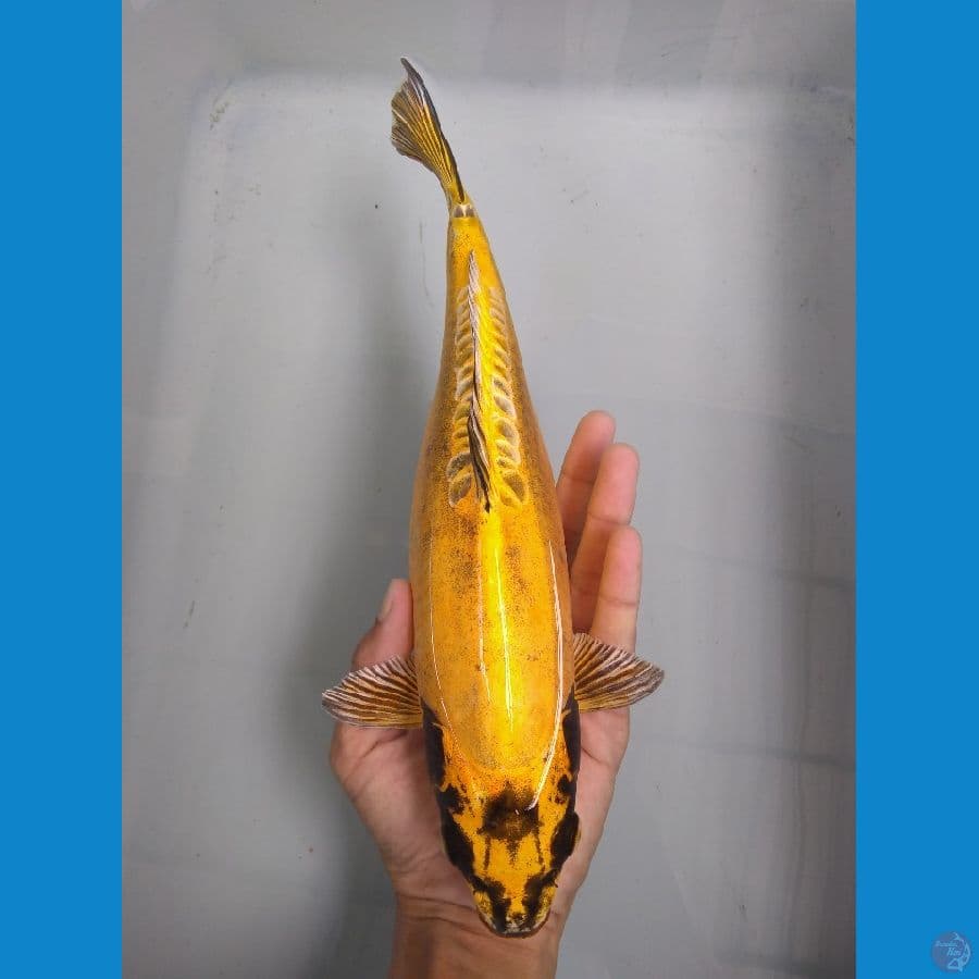 Kiko 30cm
