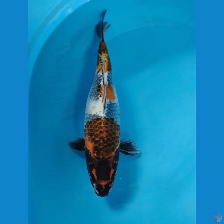 kage showa 40cm