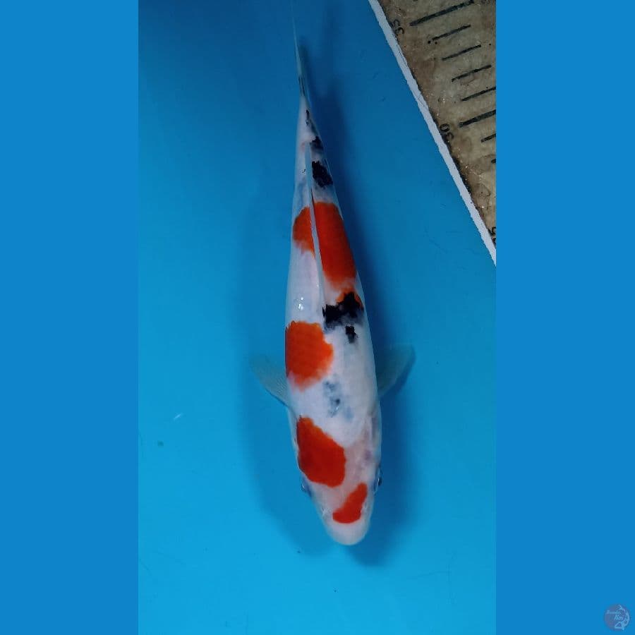 sanke 20cm
