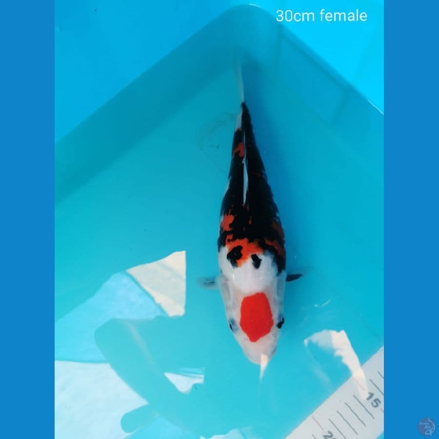 Maruten Showa doitsu 30 cm
