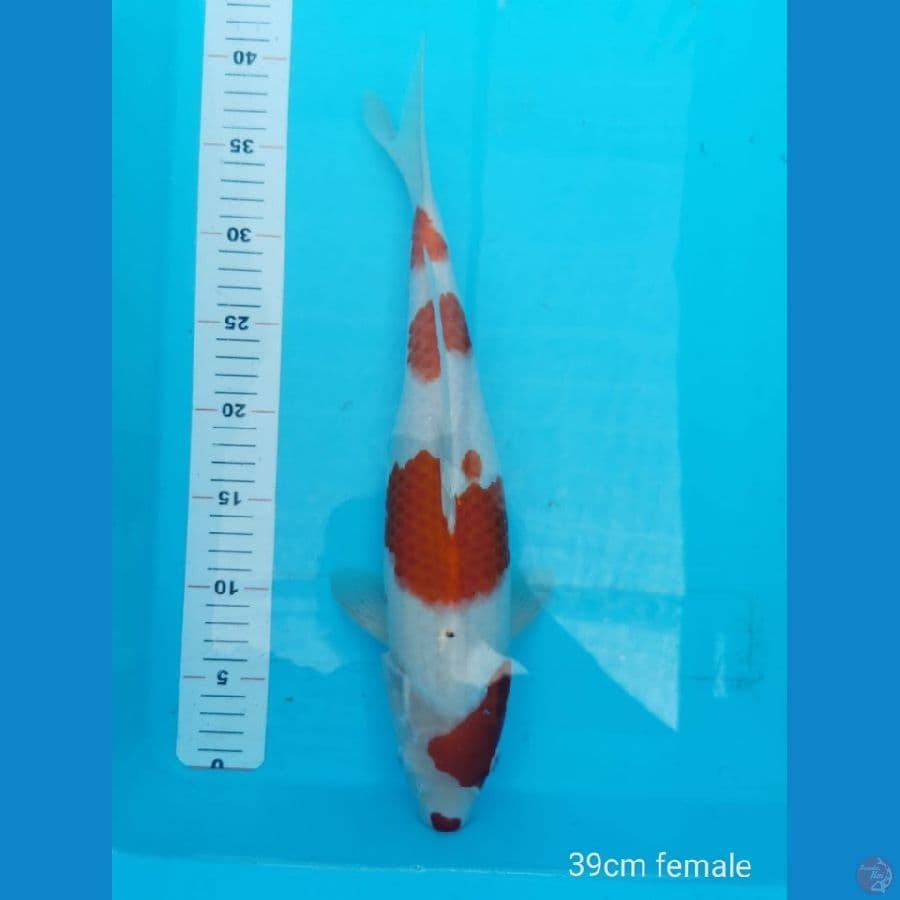 Kohaku kucibeni 39 cm merah strong