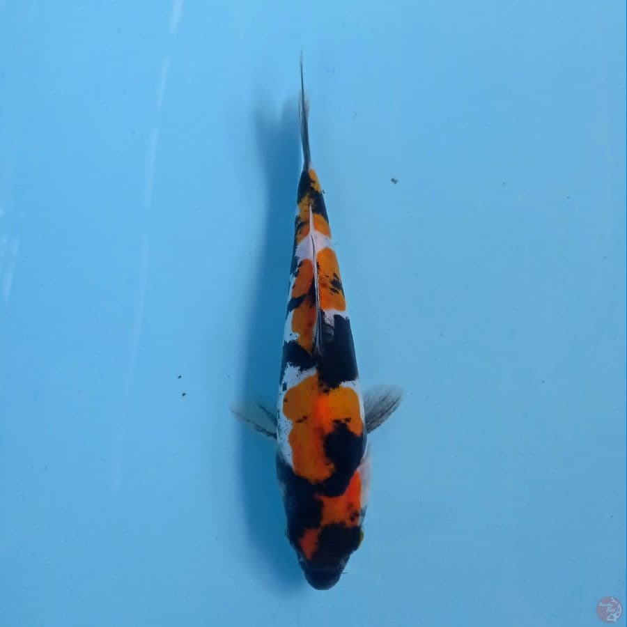 showa doitsu murni, 16 cm