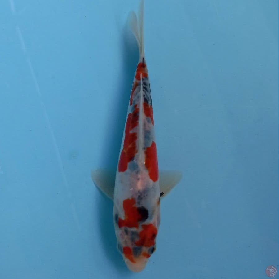 showa aragoke, 17 cm