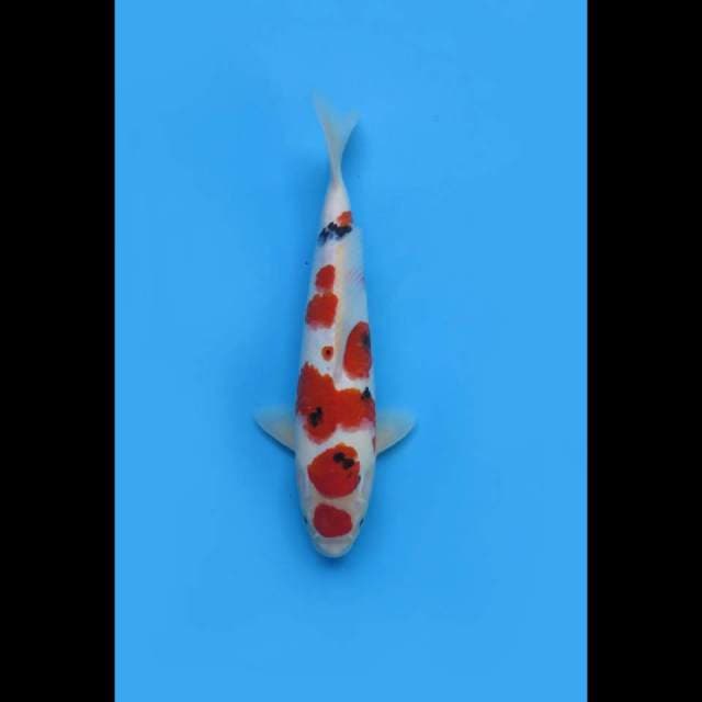 30cm- Male - HQ Maruten Taisho Sanke